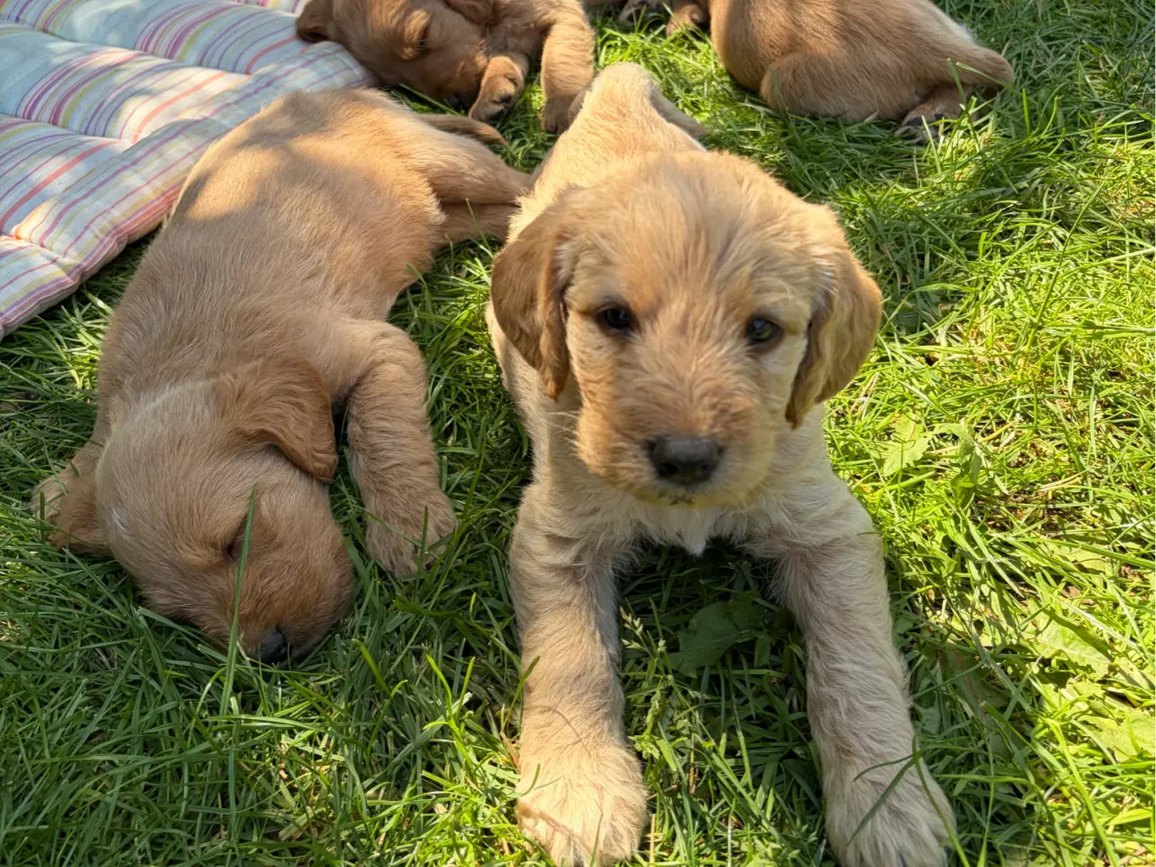 Billede 14 - Labradoodles