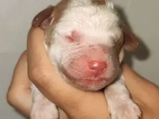 Skønne cockerpoo hvalpe fra det bedste hjem 🥰