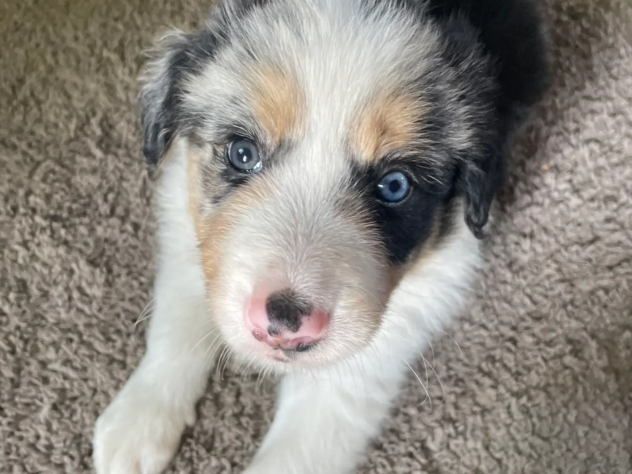 Billede 7 - Border Collie hvalpe