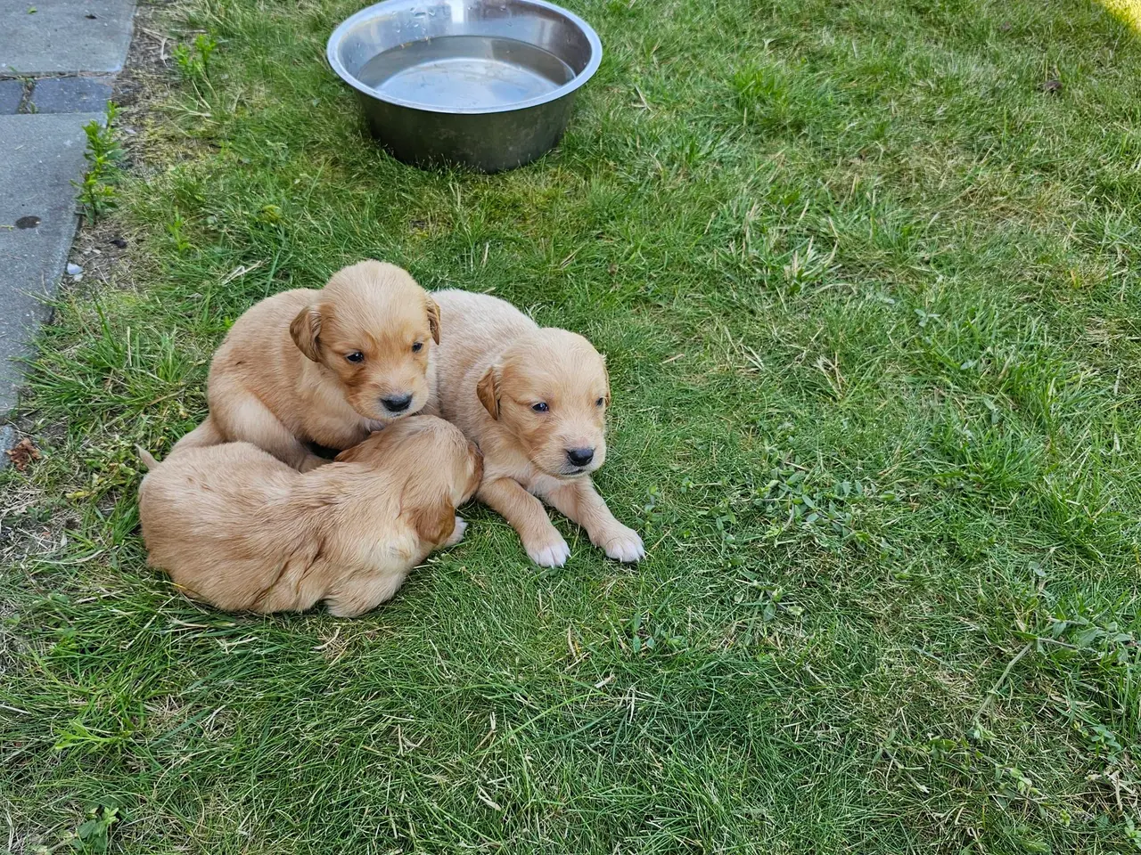 Billede 5 - Mørke Golden Retriever hvalpe