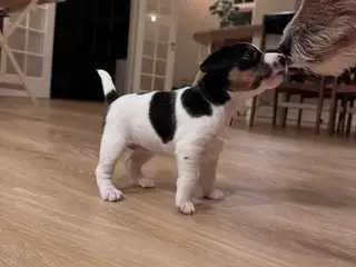 Jack Russell Hvalpe sælges