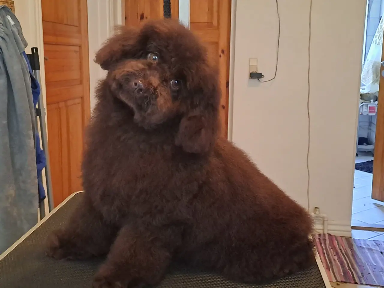 Billede 10 - Hundefrisør/trimming/groomer 