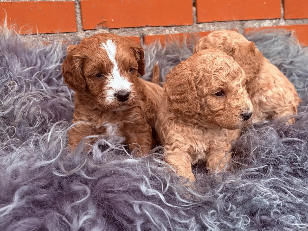 Billede 4 - 3 smukke Cavapoo drenge