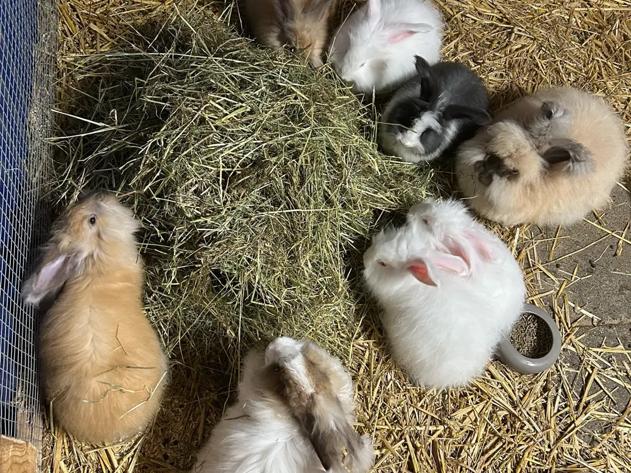Billede 1 - Angora unger 