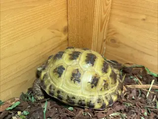 Russisk landskildpadde fra 2023