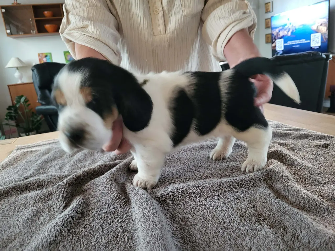 Billede 6 - Basset Hound Hvalpe