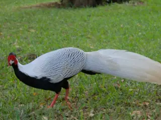 Sølvfasan