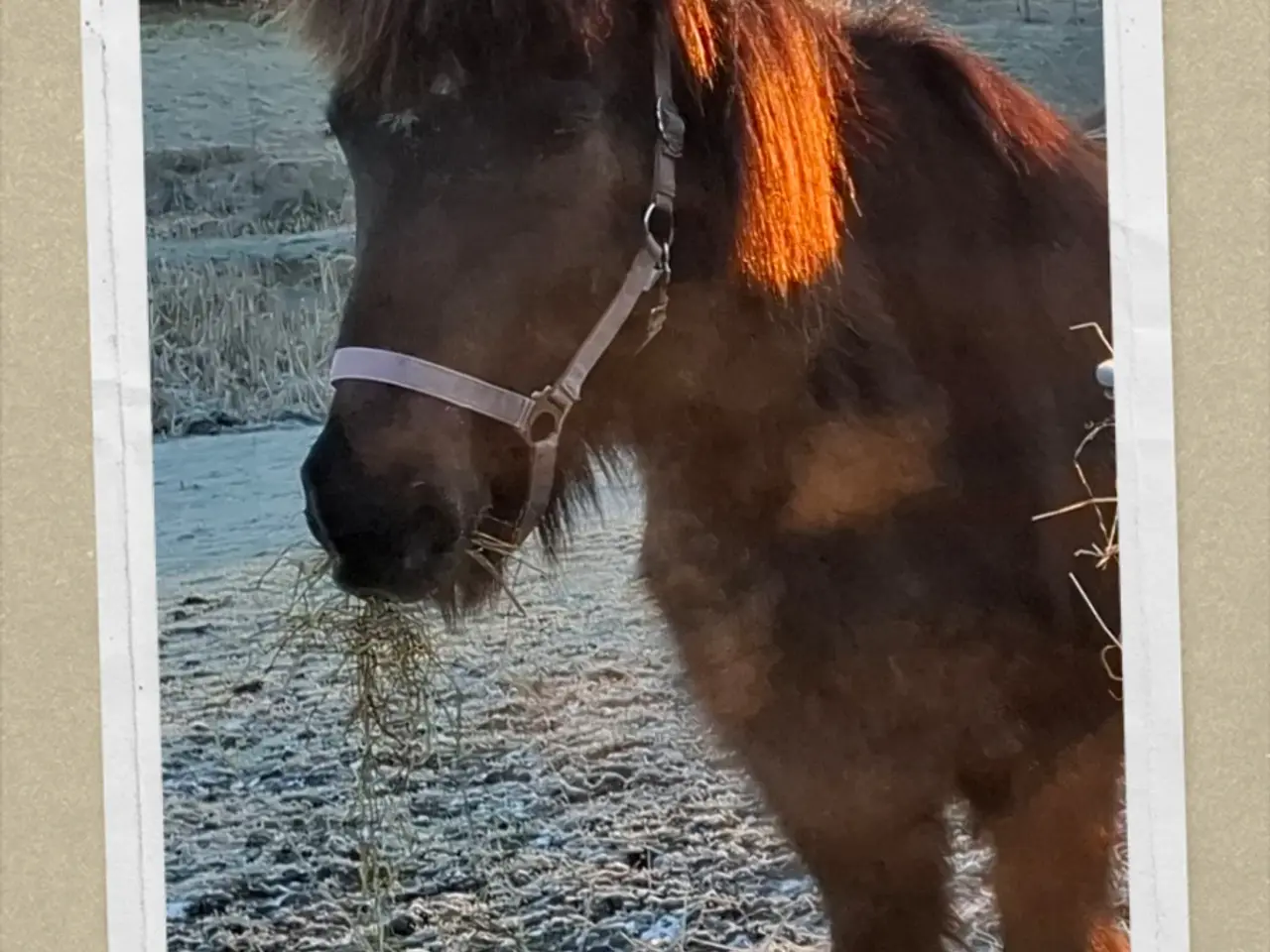Billede 4 - Islænder børnepony