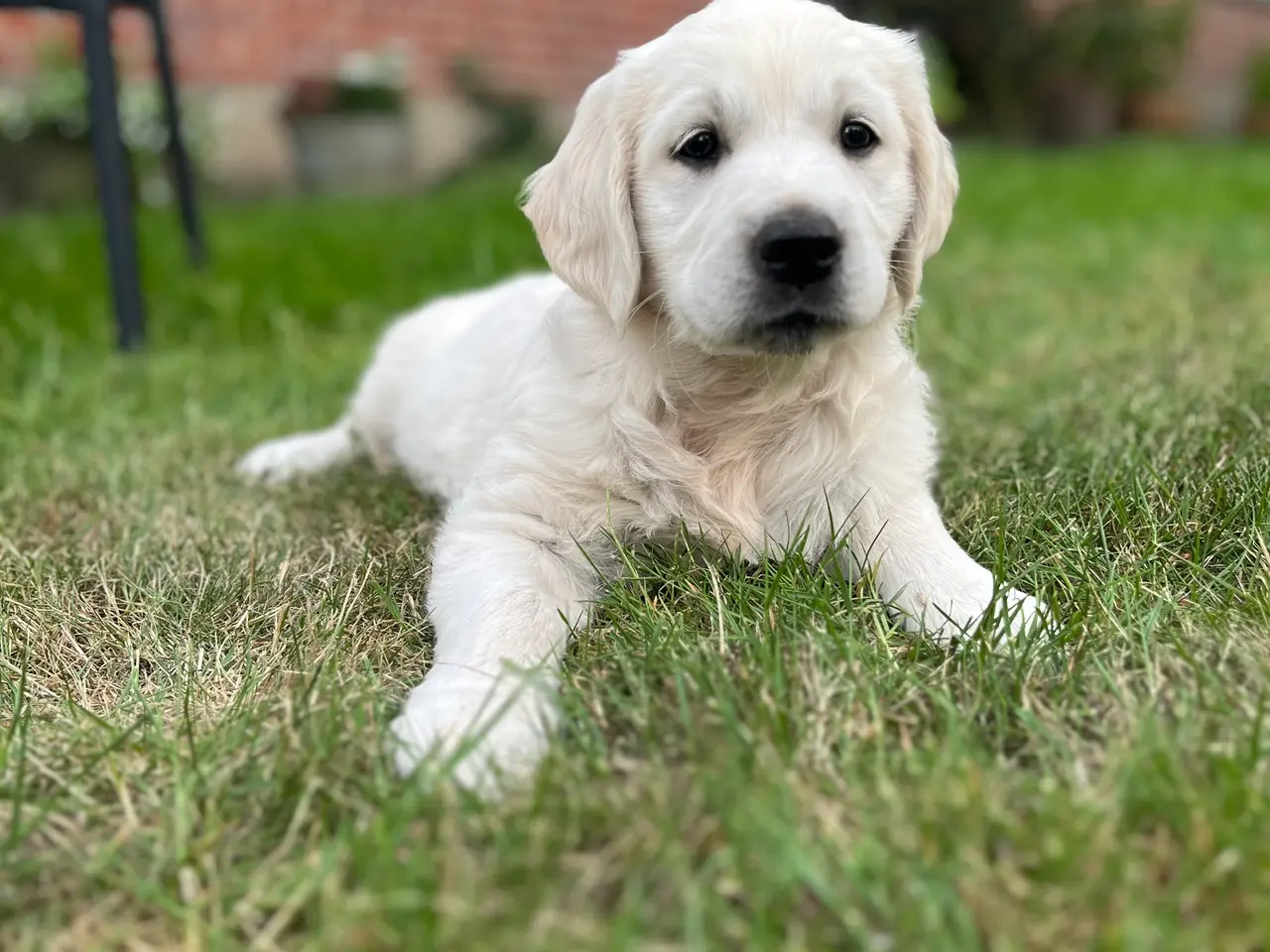 Billede 15 - 4 Golden retriever hvalpe sælges