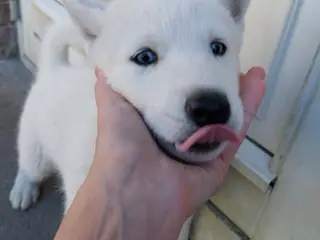 Siberian Husky/Alaskan Malamute/Samojede - 5