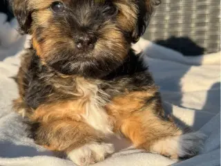 Bichon havanais hvalp 