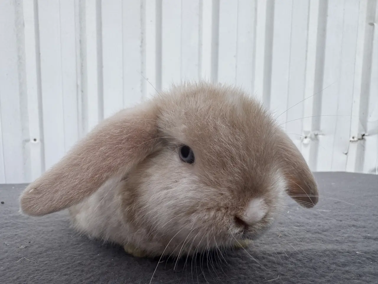 Billede 3 - Mini lop satin hunkanin salgsklar