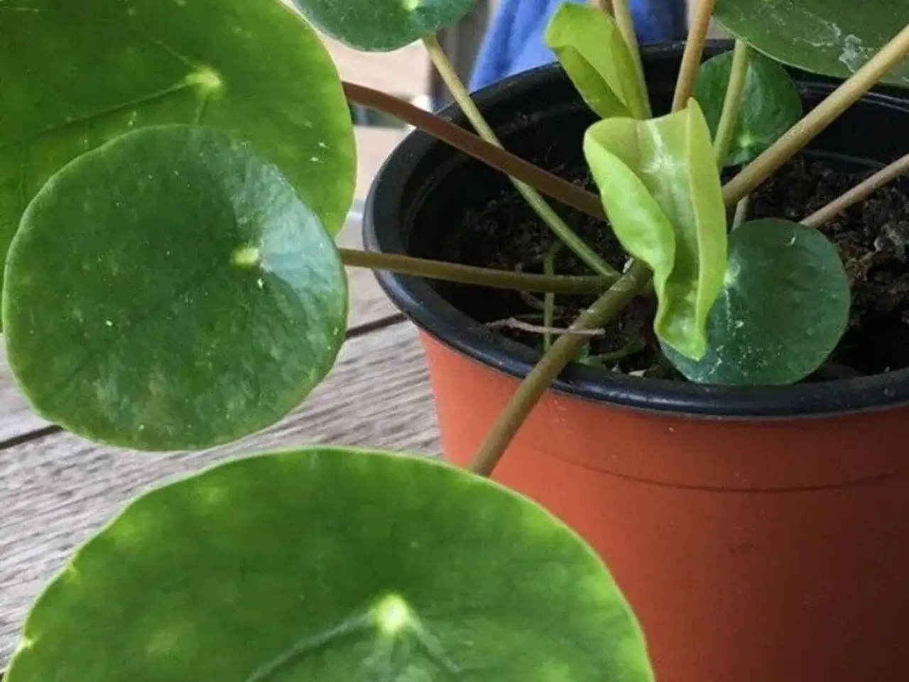 Billede 1 - Plante, pilea