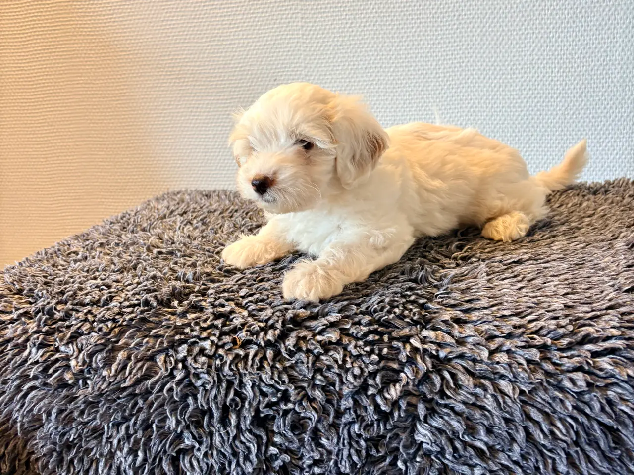 Billede 3 - Maltipoo