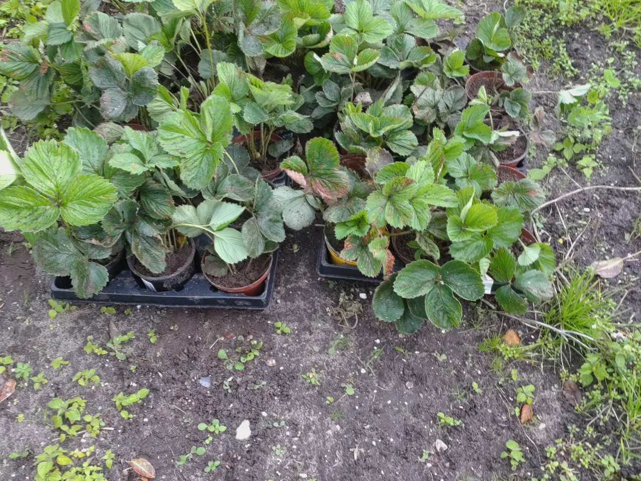 Billede 1 - jordbærplanter