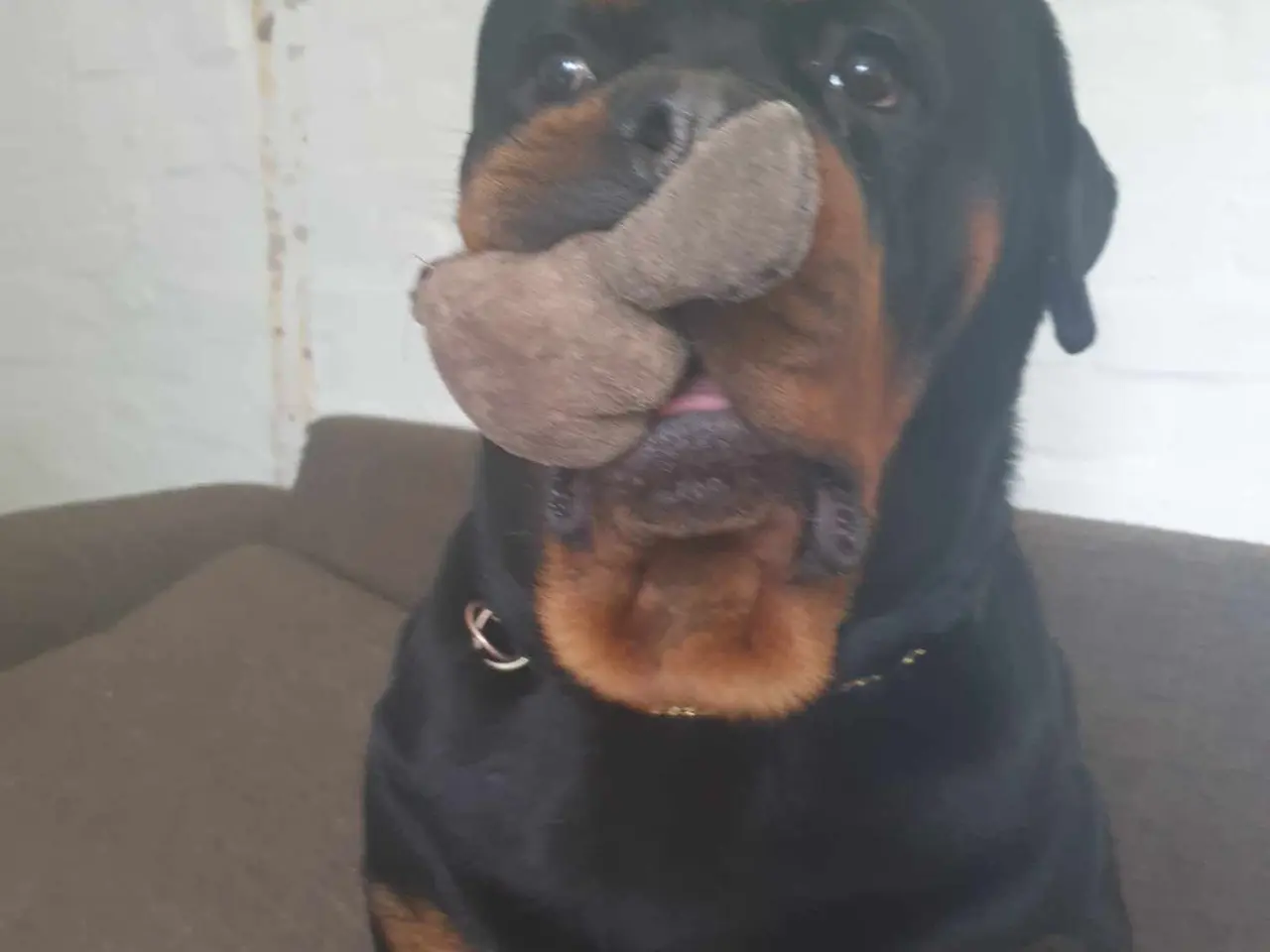 Billede 7 - Rottweiler han med stamtavle tilbydes til avl
