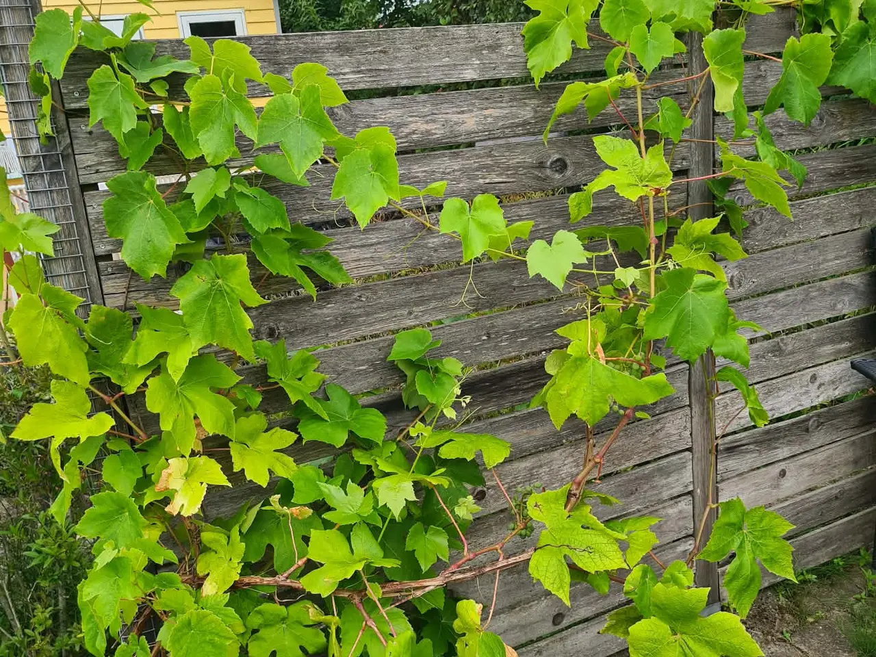 Billede 9 - Kolonihave i Herning