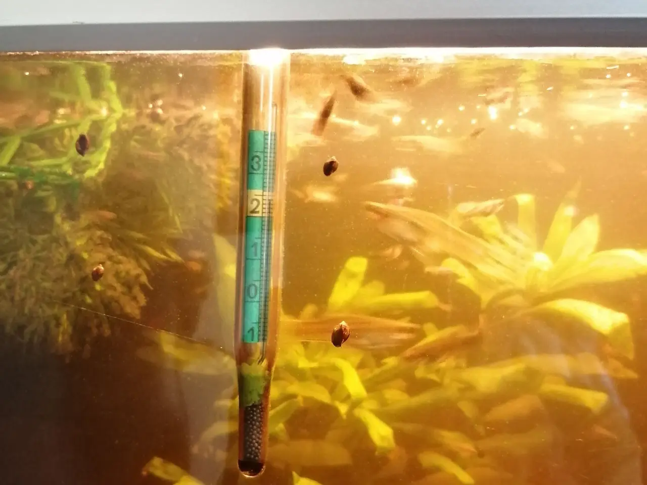 Billede 2 - Guppy 20 stk.