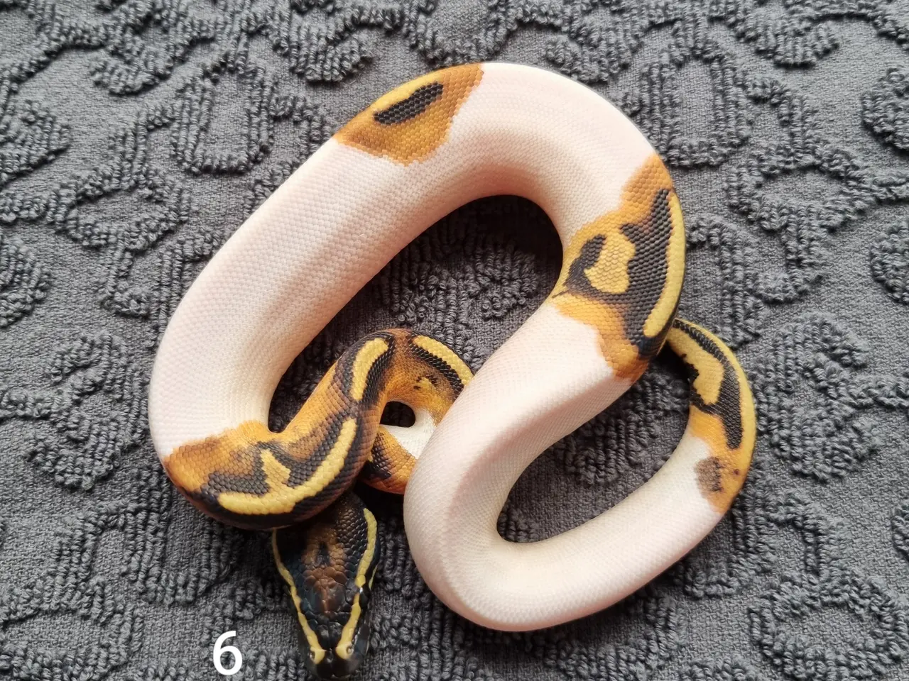 Billede 6 - Pied kongepythons 2026