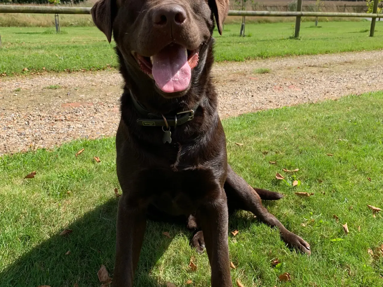 Billede 4 - Brun labrador