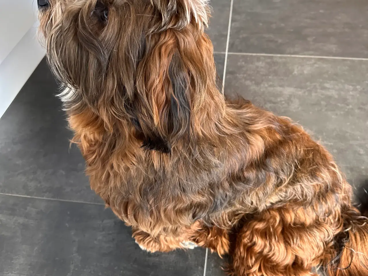 Billede 1 - Han hund tilbydes til avl
