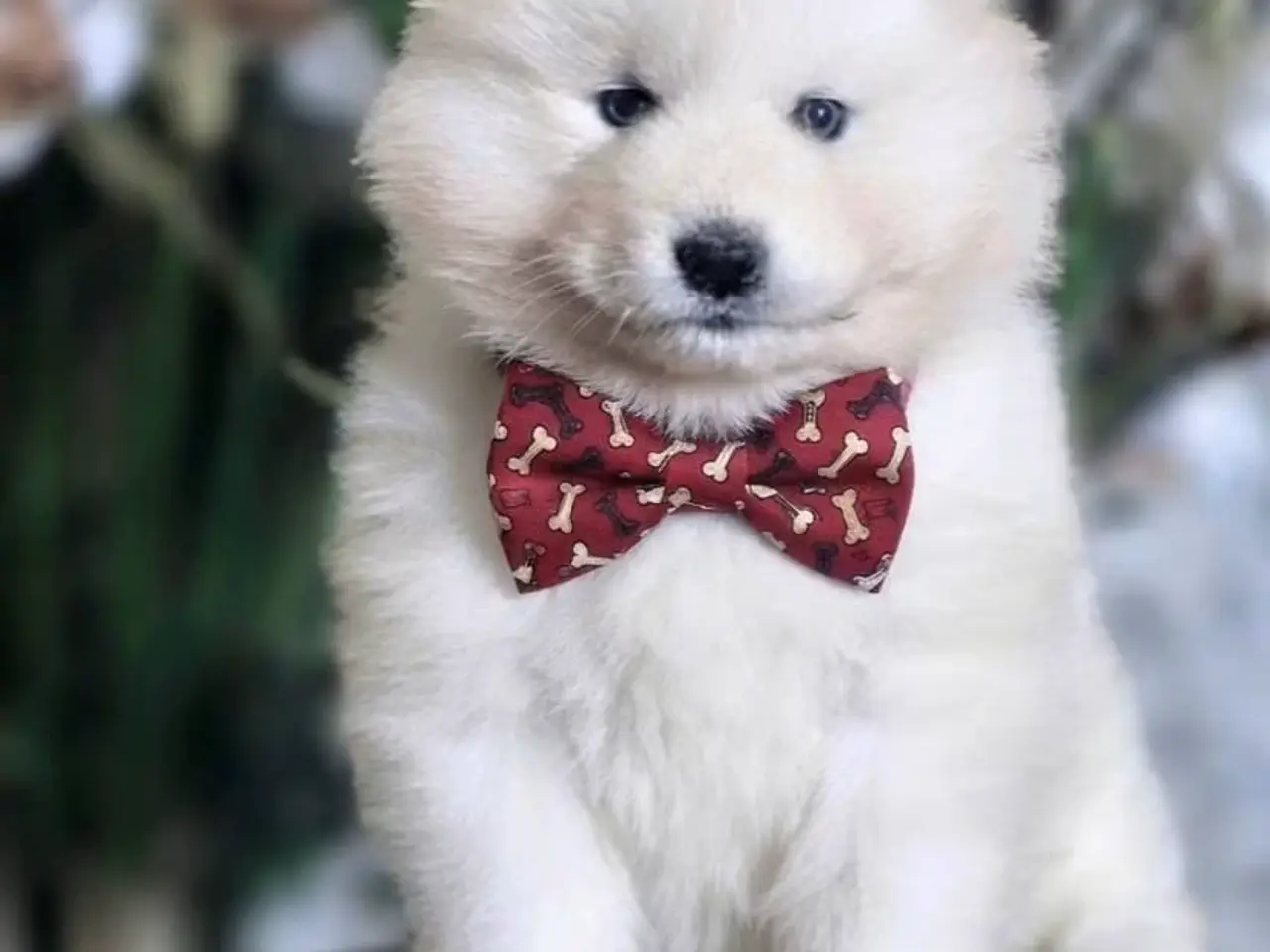Billede 3 - Samojed-hvalpe fra anerkendt FCI-kennel 
