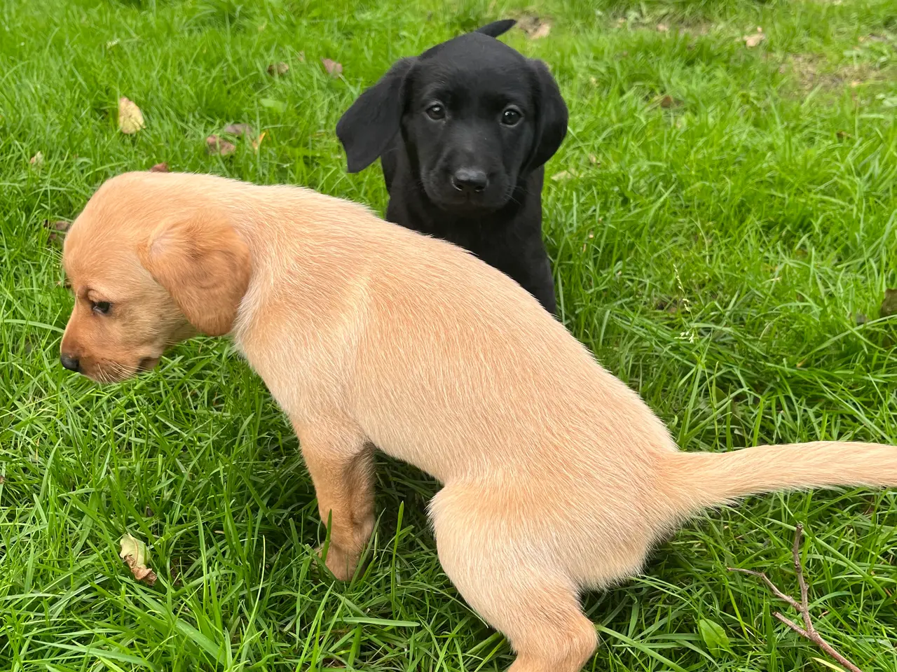 Billede 11 - Formel 1 Labrador hvalpe søger familier i uge 42