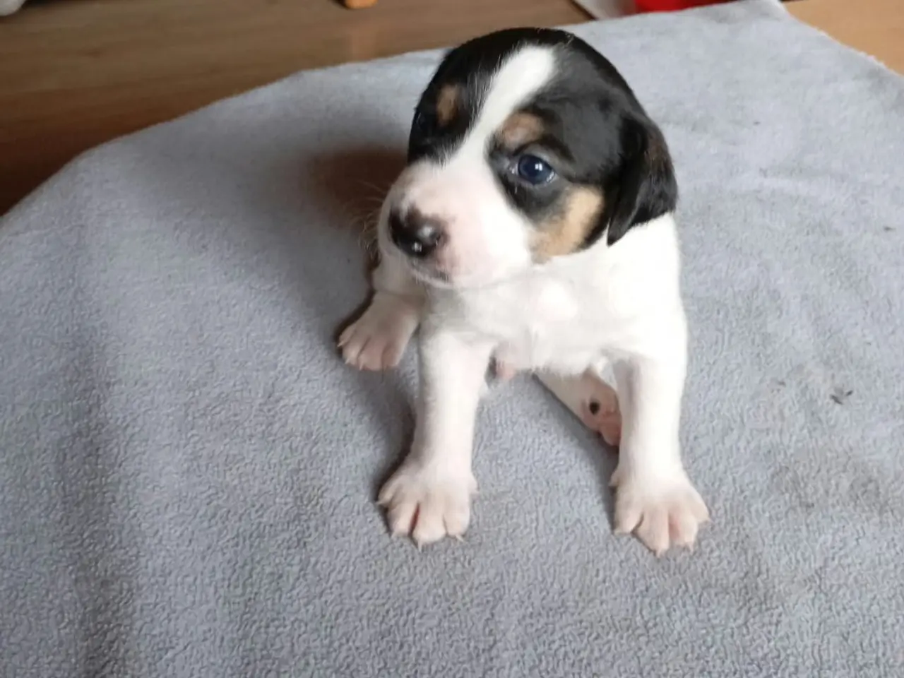 Billede 4 - Ðansk svensk gårdhunde hvalpe