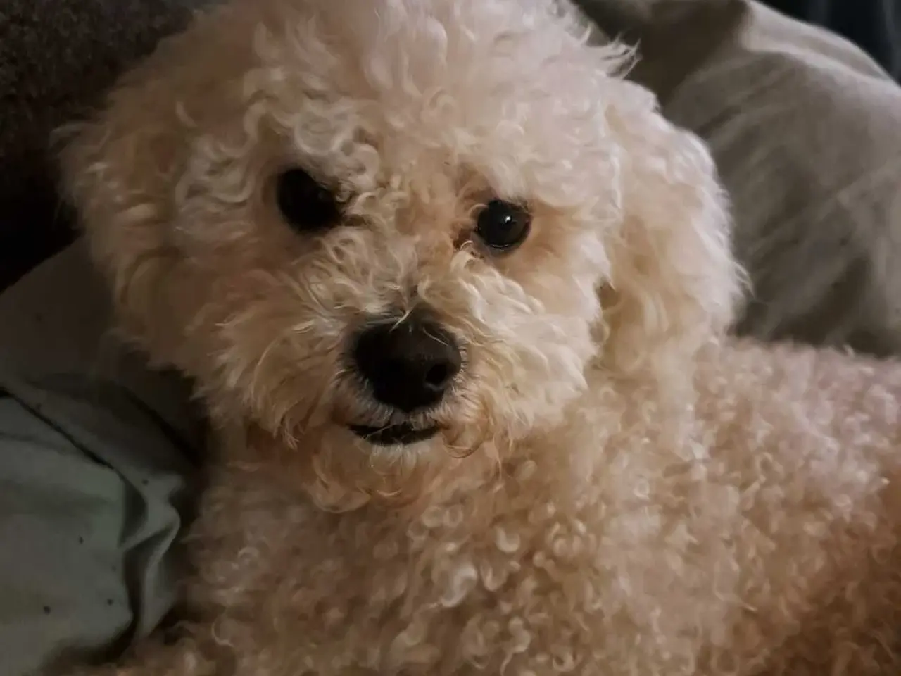 Billede 3 - Bichon frise tilbydes til avl