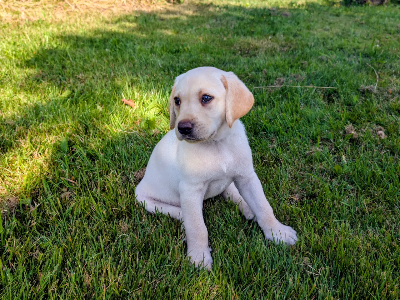 Billede 1 - Labrador/formel 1 hvalpe