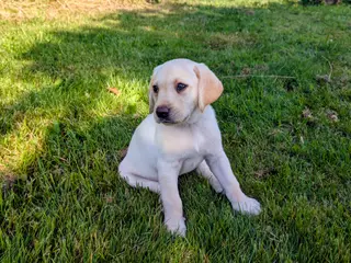 Labrador/formel 1 hvalpe