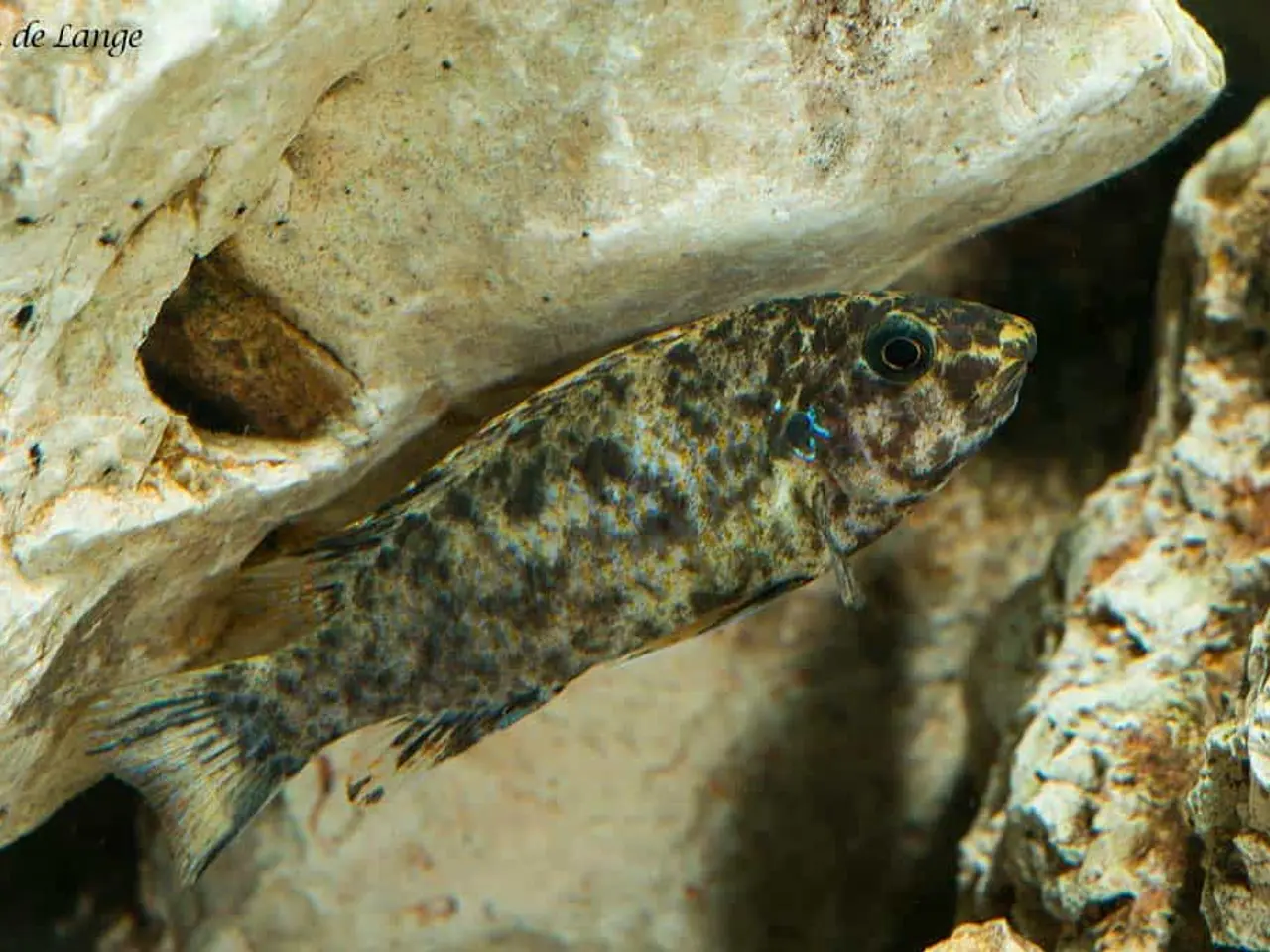 Billede 2 - Trewavasae Chitande (Mbuna)