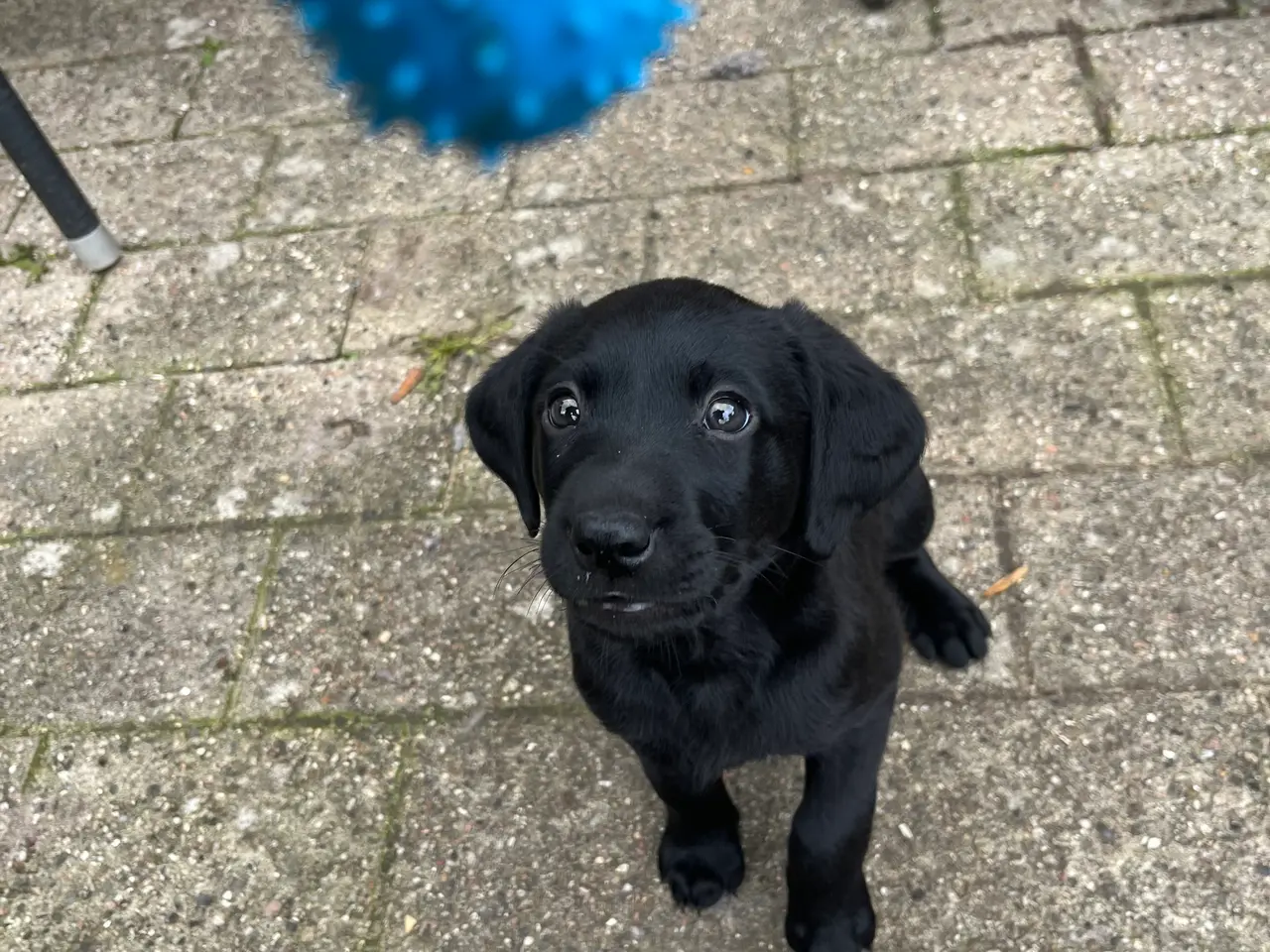 Billede 13 - Formel 1 Labrador hvalpe søger familier i uge 42