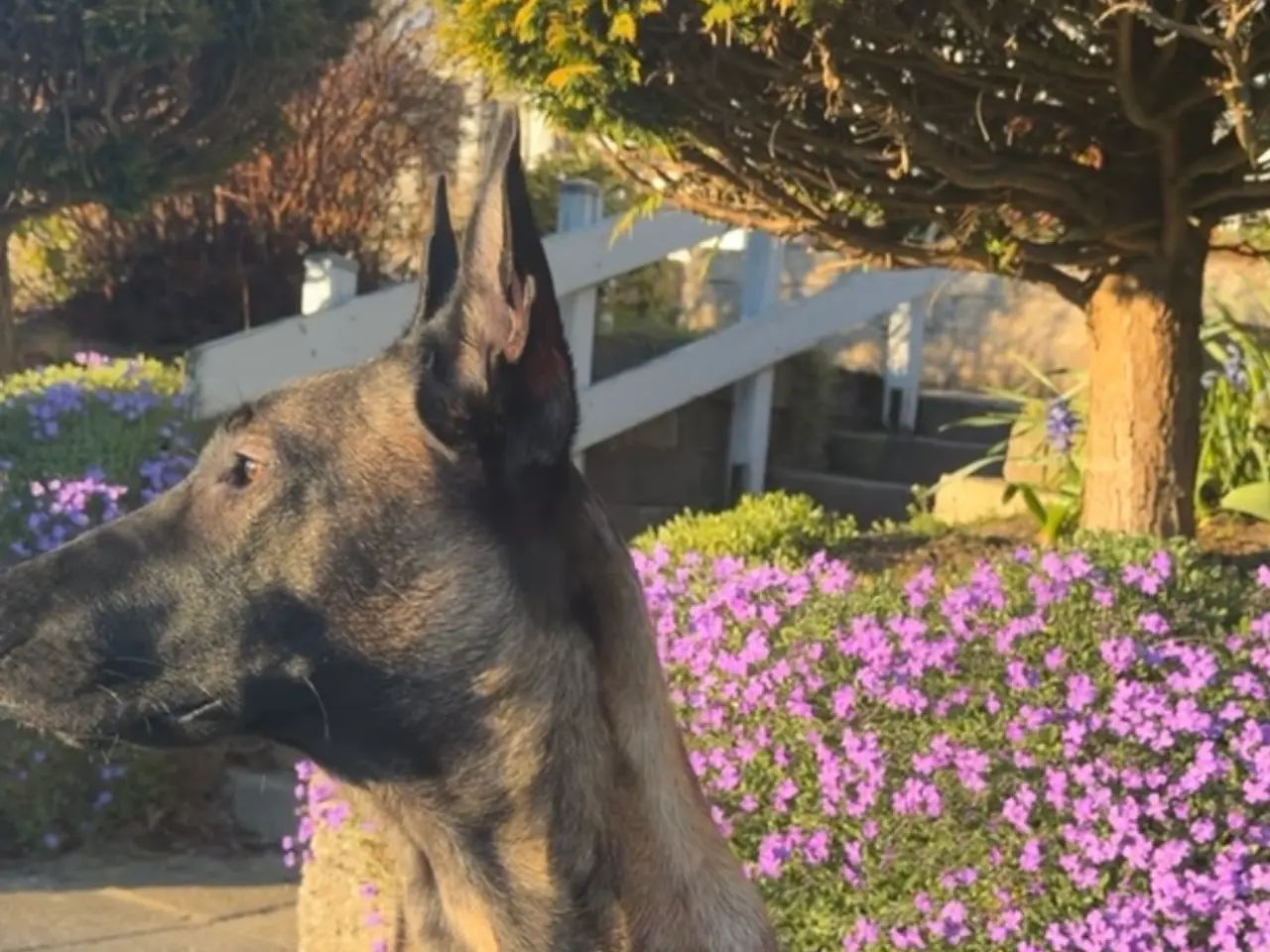 Billede 2 - Naila Belgisk malinois 11 måneder 