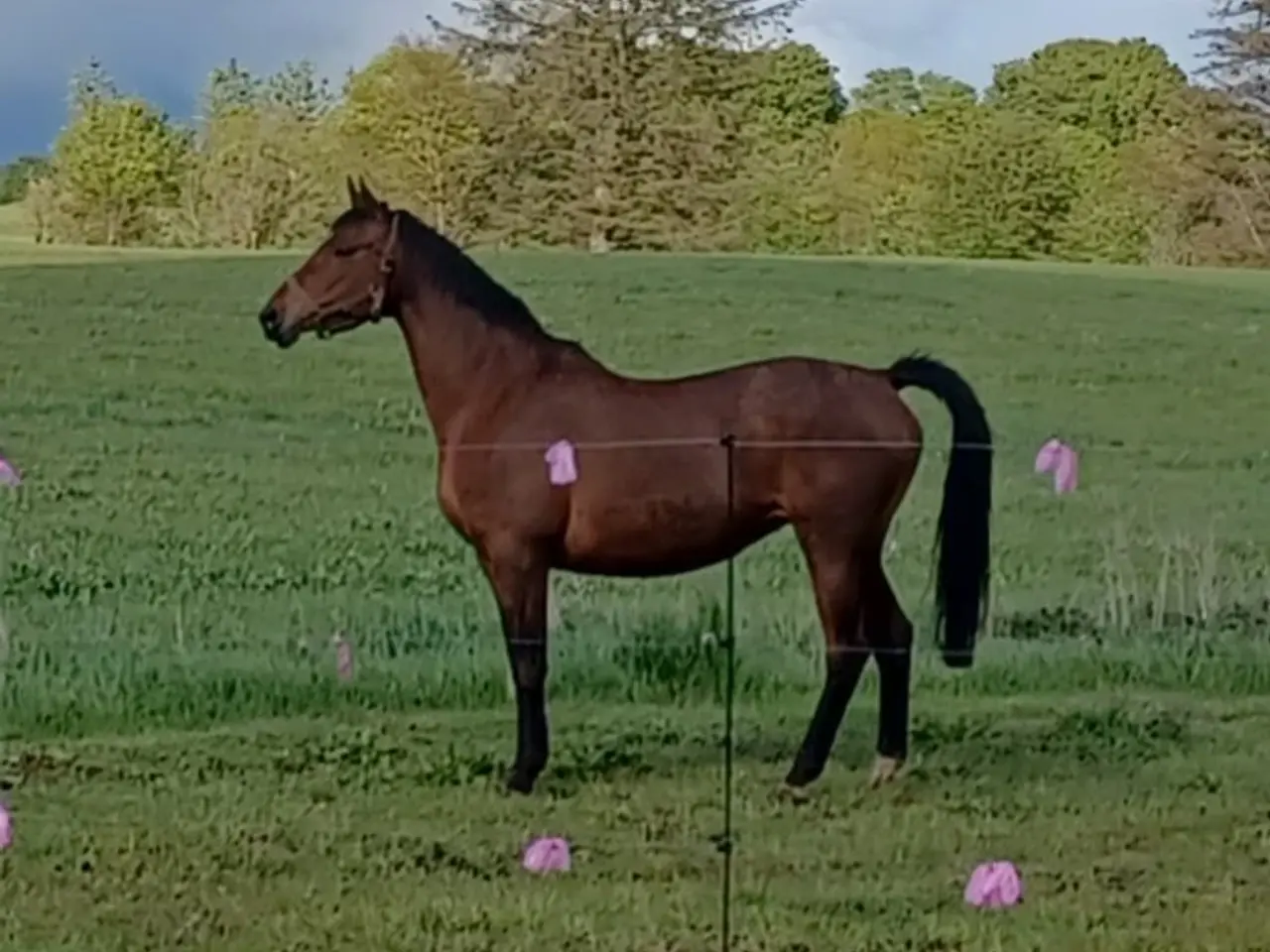 Billede 2 - Smuk trakehner hoppe