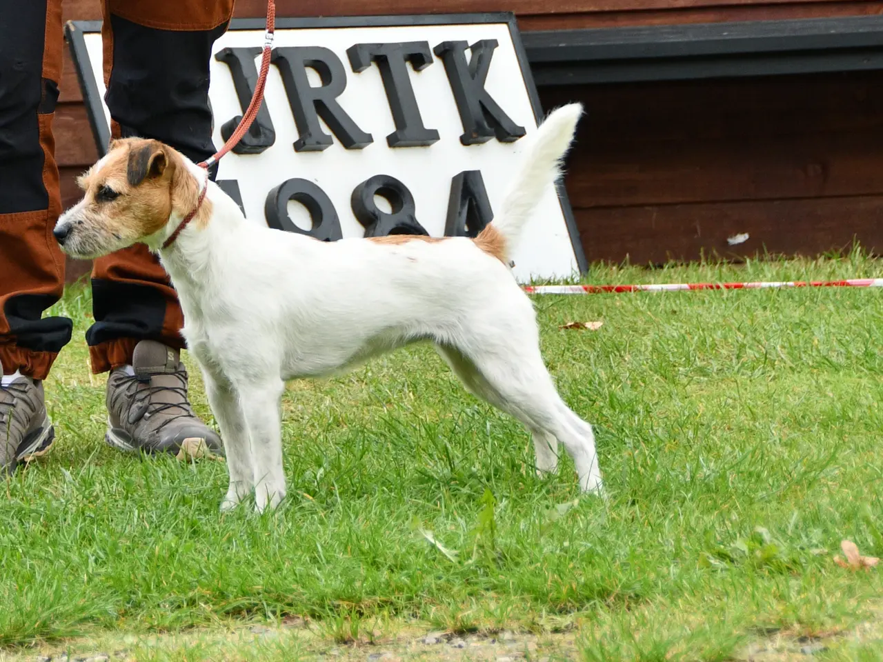 Billede 17 - Jack Russel Terrier