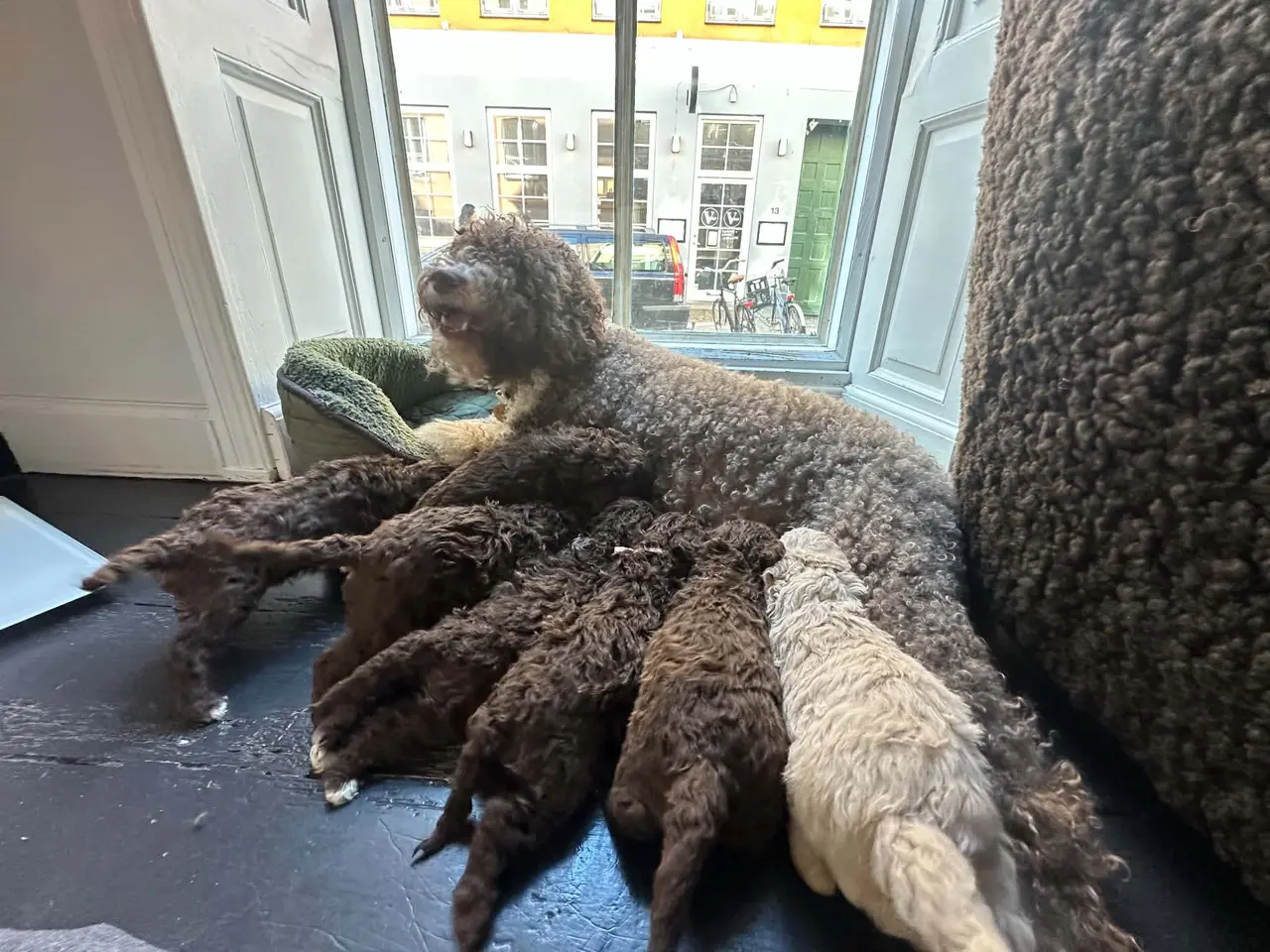 Billede 7 - Charmerende og kælen Lagotto Romagnolo