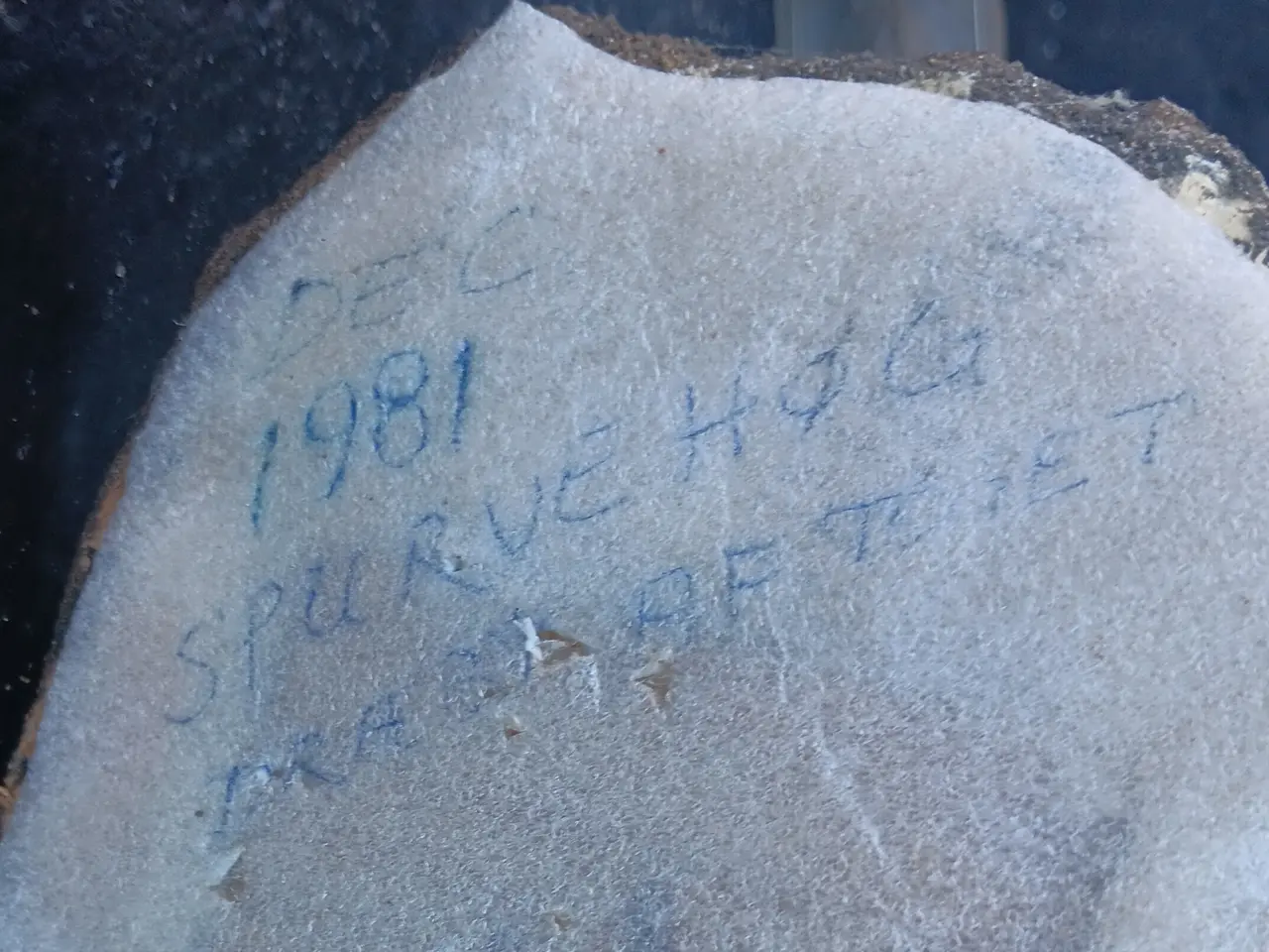 Billede 3 - Flot udstoppet spurvehøg fra 1981