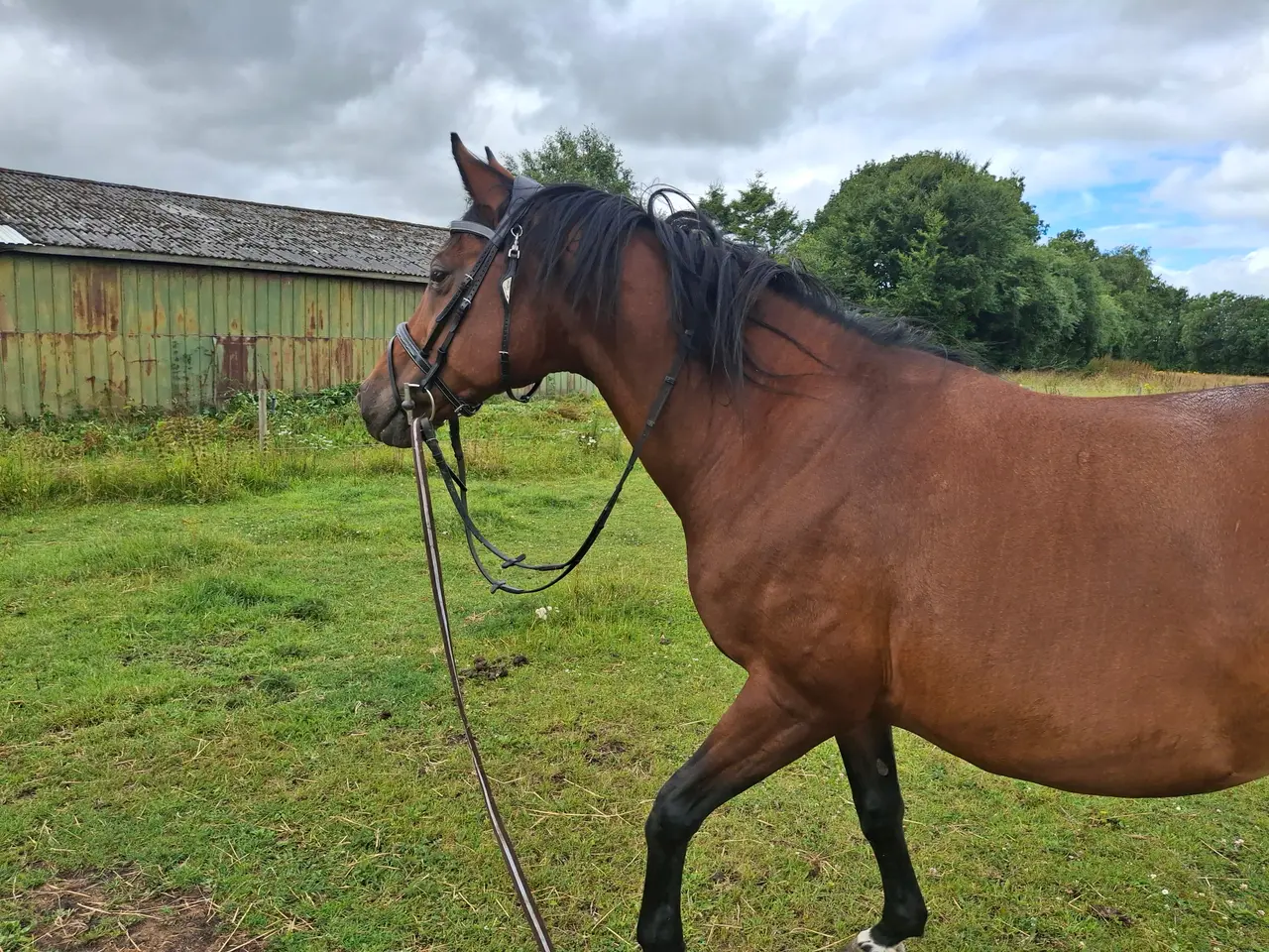 Billede 4 - fint hest til salg