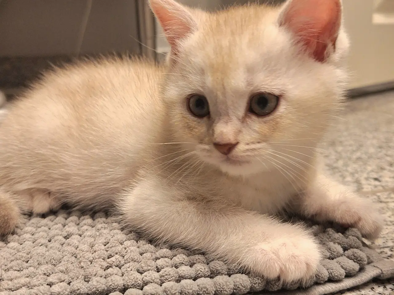 Billede 8 - British shorthair
