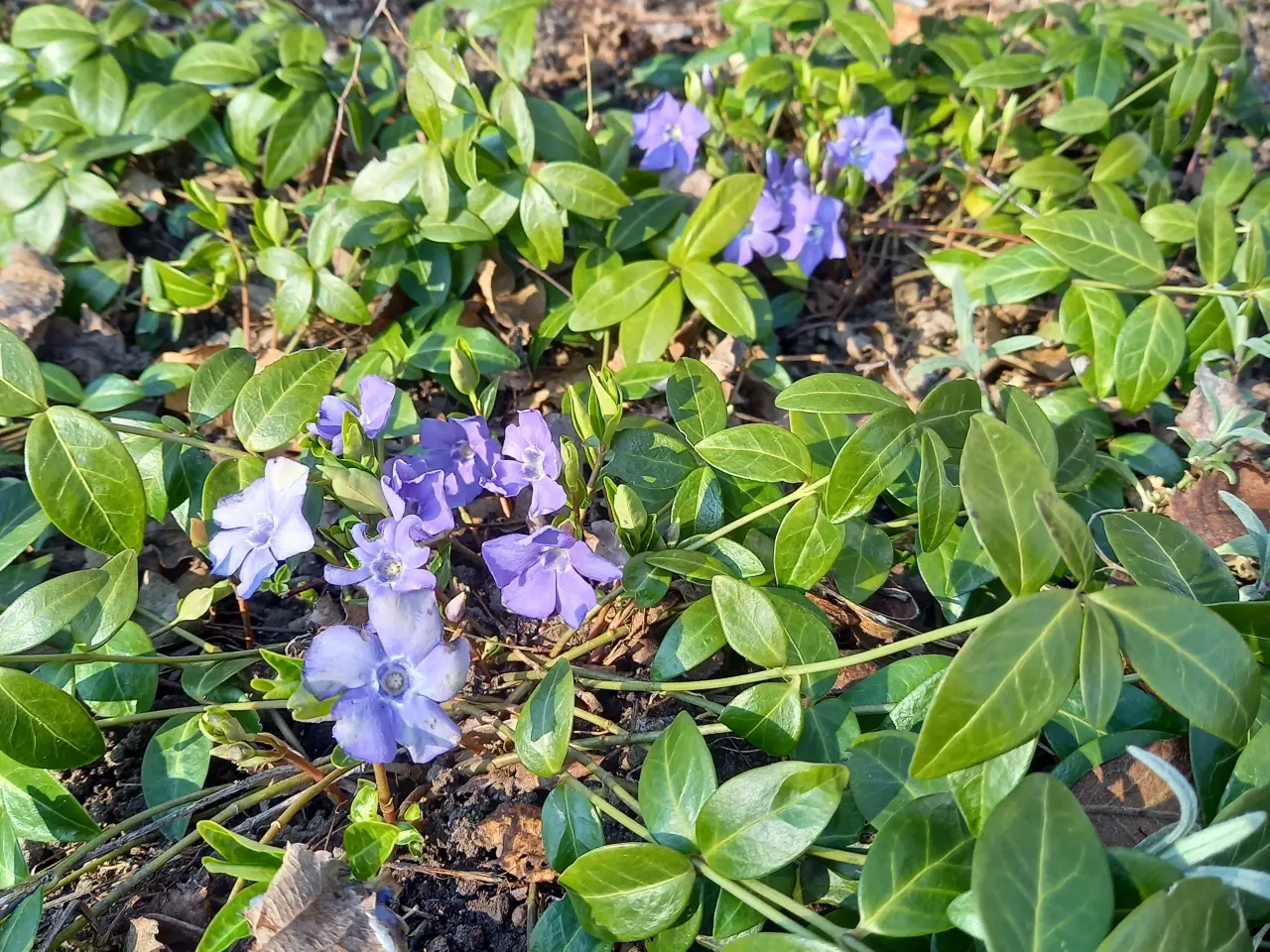 Billede 1 - Bunddække/Vintergrønt / Vinca Minor - stedsegrøn
