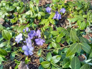 Bunddække/Vintergrønt / Vinca Minor - stedsegrøn