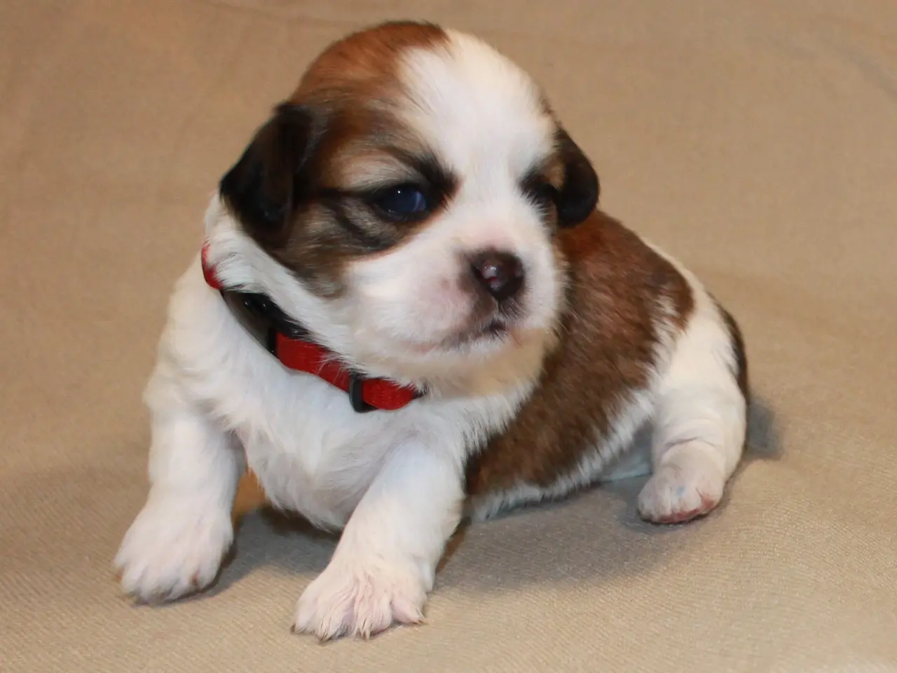 Billede 16 - Lhasa Apso hvalpe