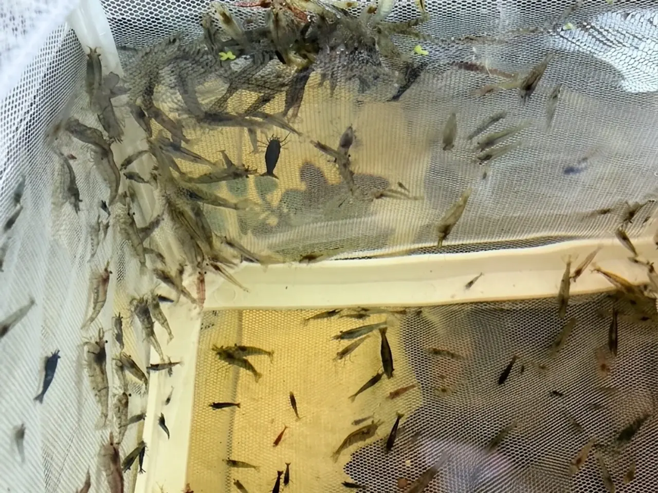 Billede 4 - Flotte mix akvarierejer