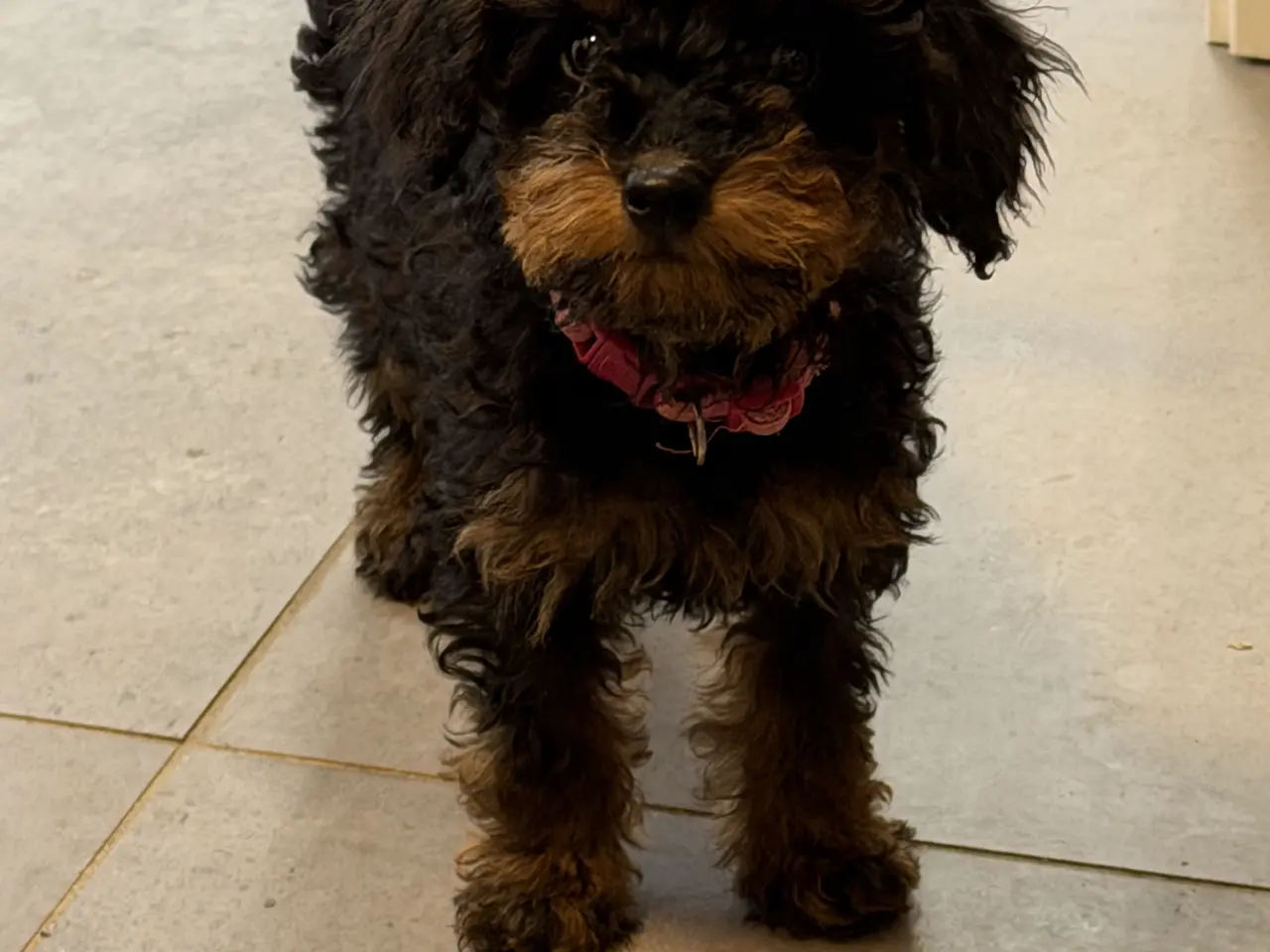 Billede 17 - Cavapoo hvalpe Rejseklar 🧳❤️🐾