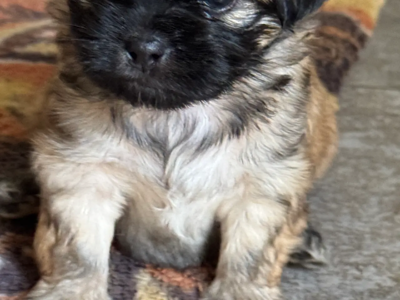 Billede 1 - Lhasa apso/Pekingeser blanding hvalpe