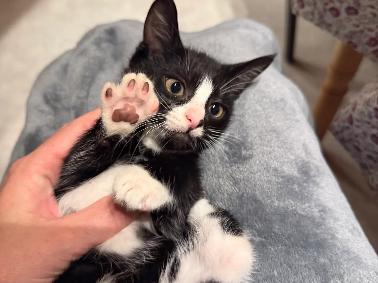 Billede 2 - 🐱 Søde killinger søger en kærlig familie! ❤️