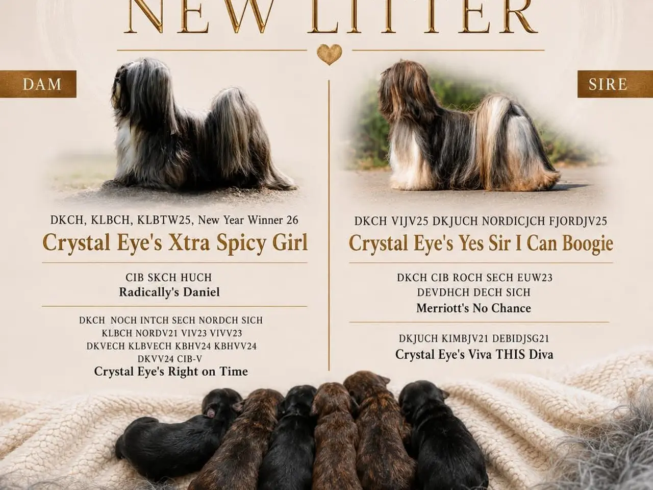 Billede 6 - Lhasa Apso hvalpe med DANSK KENNEL KLUB STAMBOG