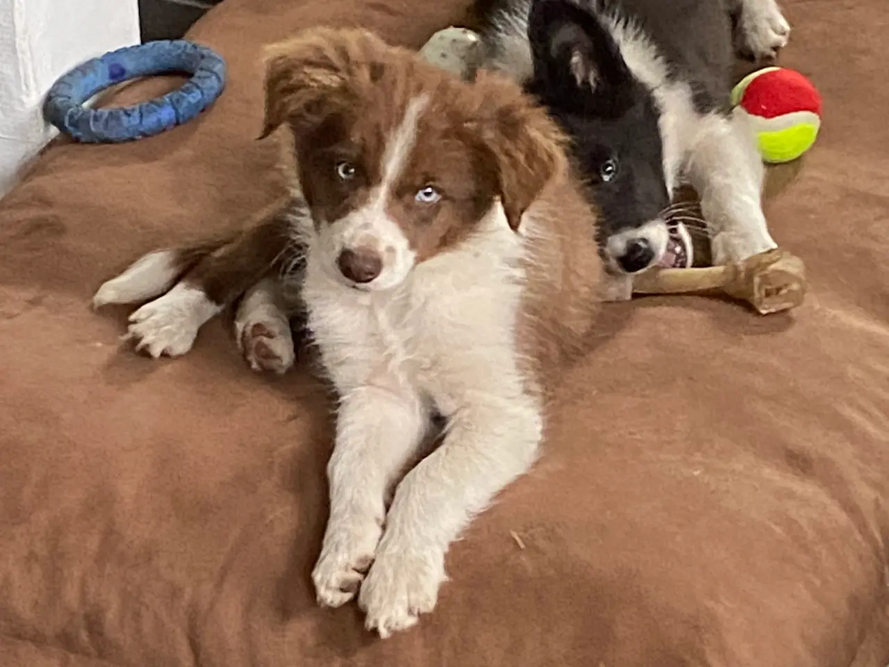 Billede 9 - Border Collie