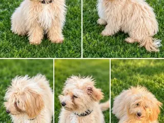 ❤️ Søde Maltipoo-hvalpe klar til nye kærlige hjem